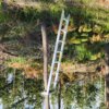 Forestry Pruning Ladder leaning against pruned pine tree